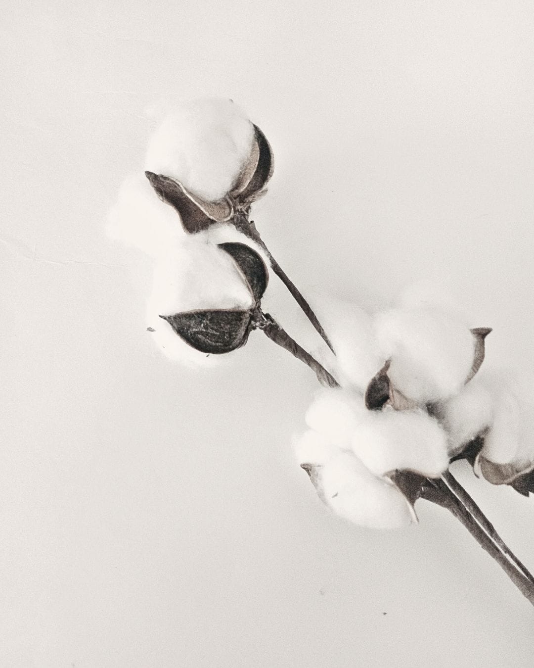 Close-up of natural cotton fibres showing the plant-based origin of cotton